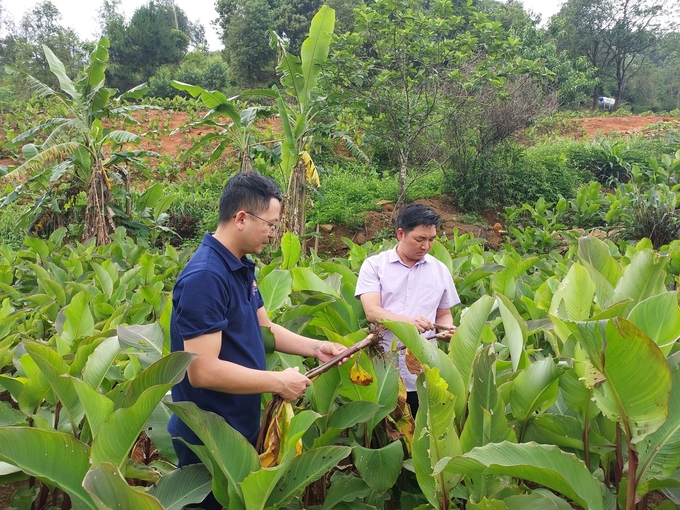 Anh Trần Văn Hoàng (bên trái), Giám đốc HTX Nông, lâm nghiệp và dịch vụ Húc Động (huyện Bình Liêu, Quảng Ninh) kiểm tra chất lượng cây dong riềng. Ảnh: Nguyễn Thành.