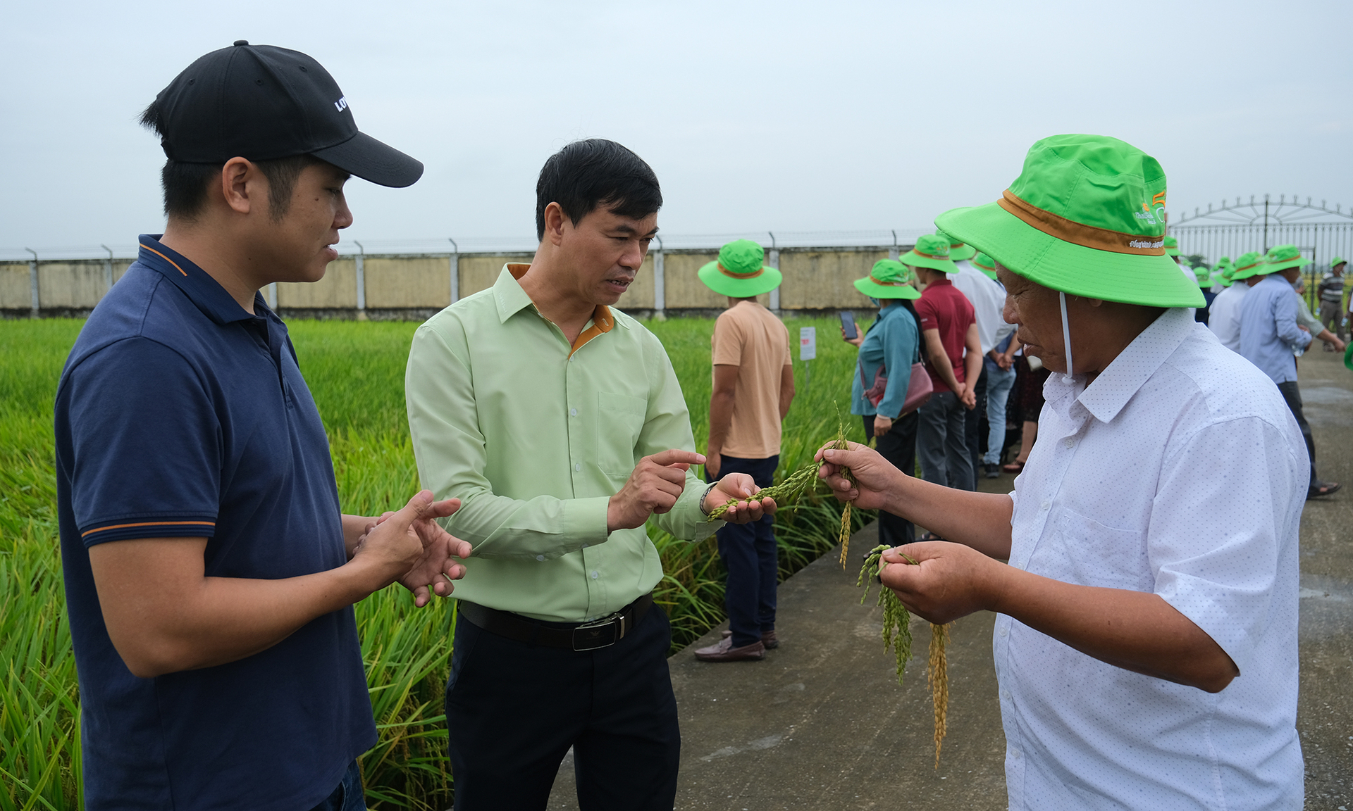 Người dân đặc biệt quan tâm đến những giống lúa TBR225, A Sào... của ThaiBinh Seed. Ảnh: Bảo Thắng.