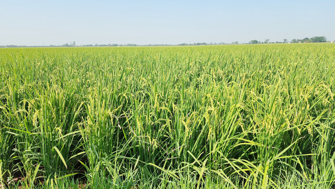 Lúa được sản xuất theo quy trình khép kín, từ khâu làm đất cho đến tiêu thụ. Ảnh: Đinh Mười.