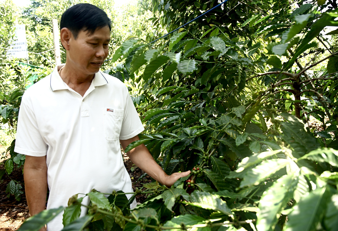 Anh Đỗ Văn Ánh chia sẻ việc xen canh cây cà phê, hồ tiêu và cây ăn quả có chi phí đầu vào rẻ hơn và giúp tránh rủi ro về mặt thu nhập khi giá cả cà phê biến động. Ảnh: Linh Linh. 