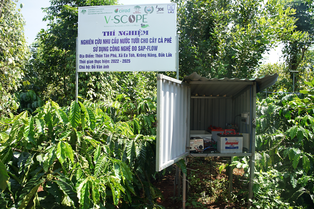 Experiment to study water demand for coffee plants using SAP-FLOW measurement technology. Photo: Linh Linh.