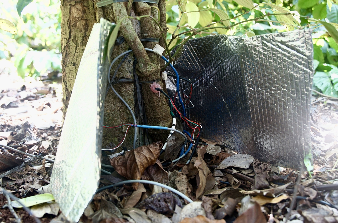 The sap flow measurement system is installed in some coffee and pepper trees, helping to calculate the exact amount of water the plant uses at different times. Photo: Linh Linh.