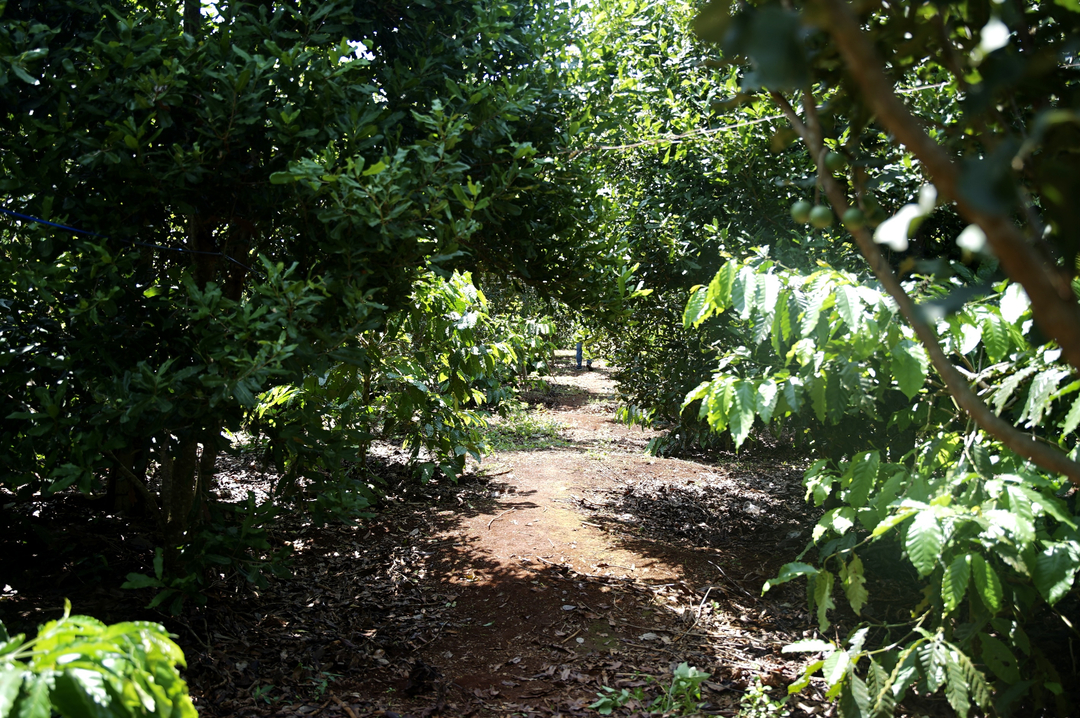 Coffee is intercropped with pepper, macadamia, and durian plants among others. Photo: Linh Linh.