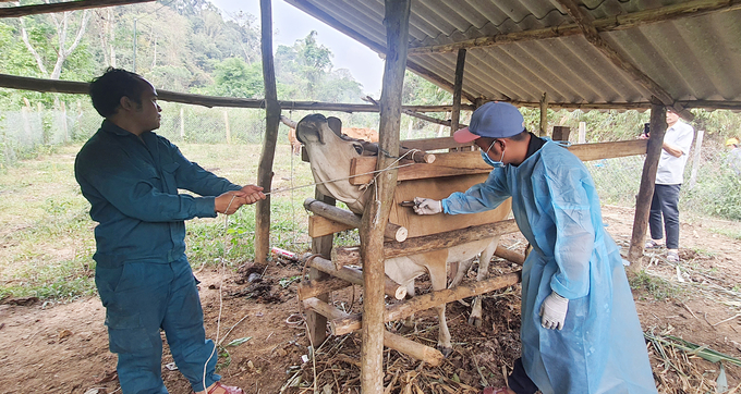 Kennels are installed in local barns to facilitate the vaccination for buffaloes and cows. Photo: Cong Dien.
