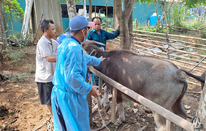 Grassroot animal health officers vaccinating the buffalo herd in Ca Roong village 2. Photo: Cong Dien.