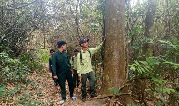 Tỉnh Bình Thuận đồng ý chủ trương nghiên cứu, học tập kinh nghiệm để đề xuất trình HĐND xem xét, ban hành Nghị quyết hỗ trợ đối với lực lượng chuyên trách bảo vệ rừng.