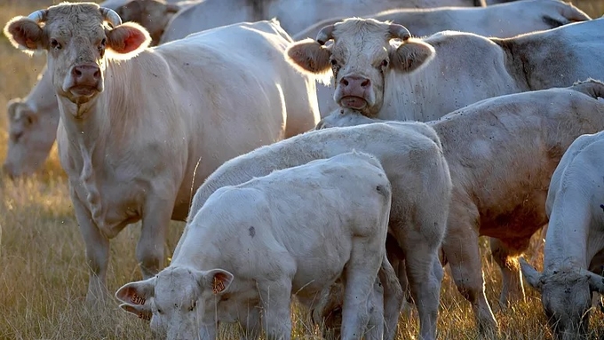 Đàn bò Charolais trên đồng cỏ ở Saint Cosmes-en-Vairais, tây bắc nước Pháp. Ảnh: Jean-François MONIER/AFP.