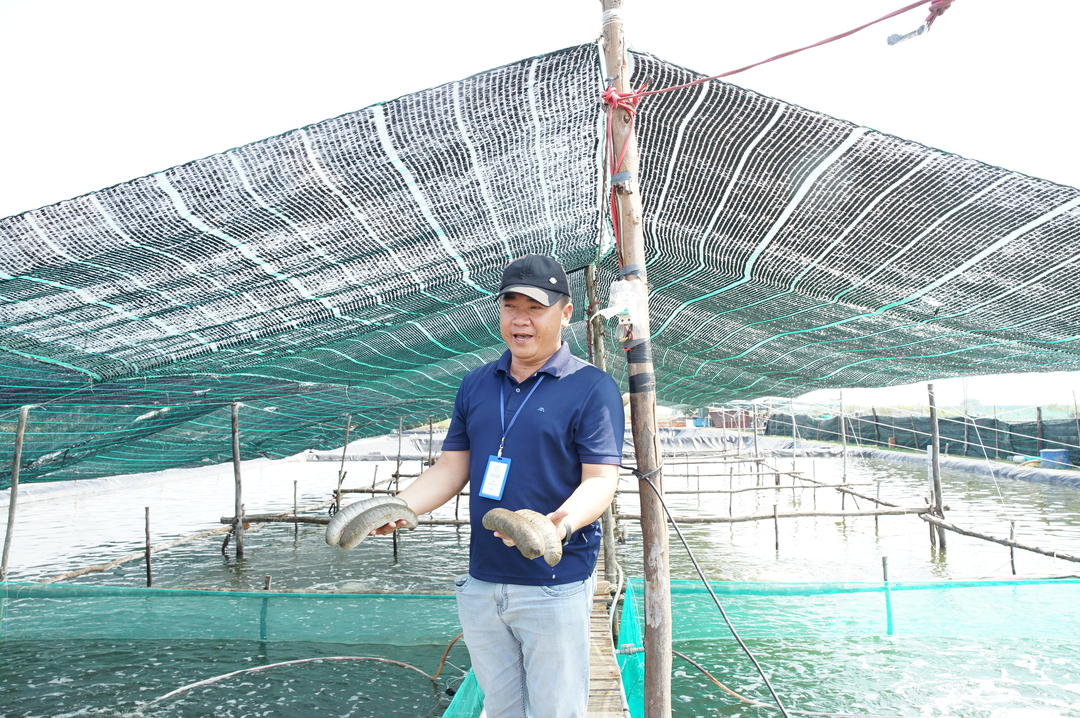 Dr. Nguyen Dinh Quang Duy has joined ACIAR, partner agencies, and scientists in many research projects on sea cucumbers. Photo: Linh Linh.