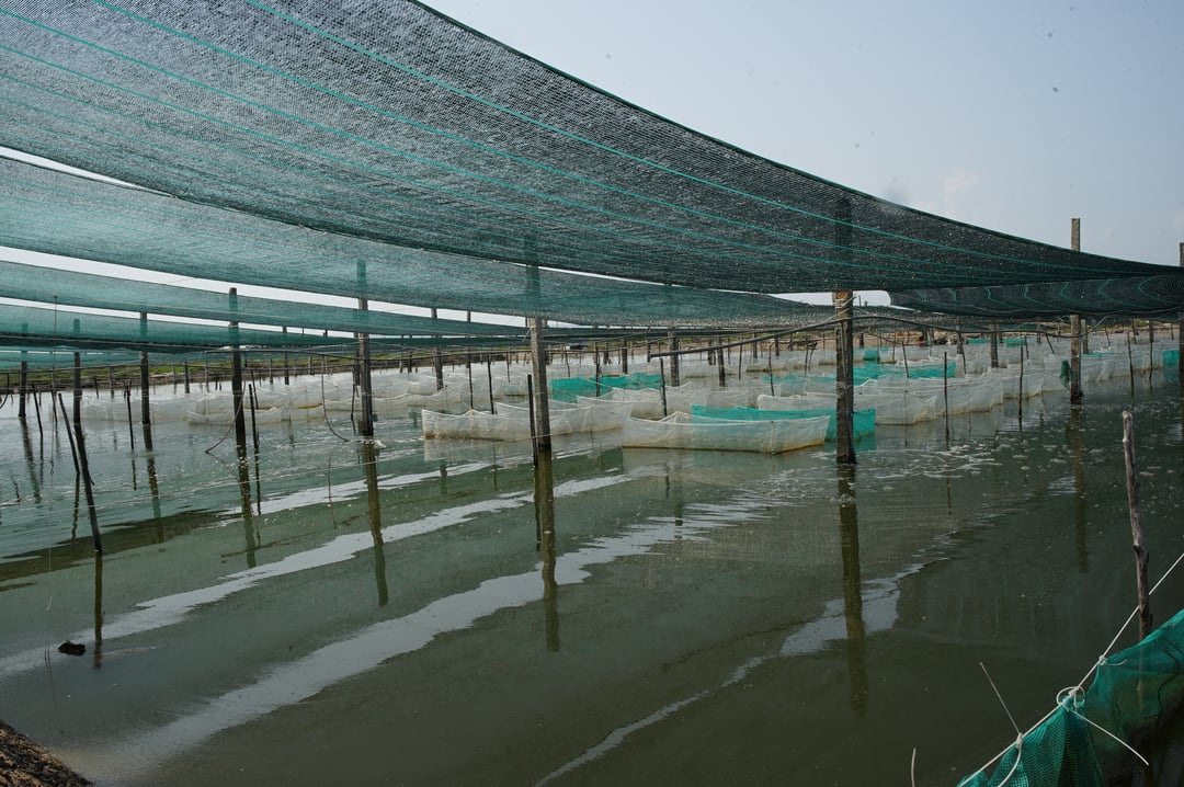 Sea cucumber farming area at the National Breeding Center for Southern Marine Aquaculture, RIA 3. Photo: Linh Linh.