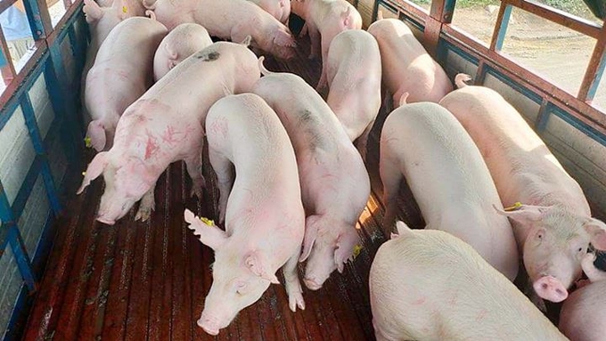 Update on the price of live pork in 3 regions on 05/26/2023