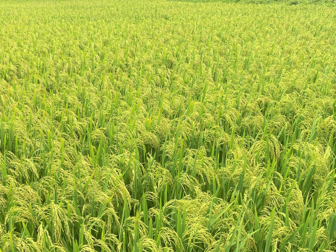 Năng suất dự kiến của giống lúa Thiên Trường 217 trong mô hình tại xã Nghi Hưng đạt hơn 69 tạ/ha.