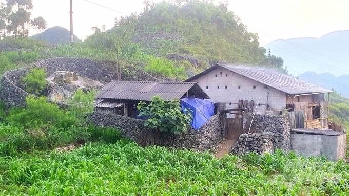 Những hàng rào đá hộc ở Cán Chu Phìn. Ảnh: Đào Thanh.