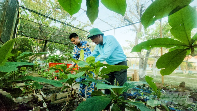 Những cây xanh trên đảo được chăm chút hết sức cẩn thận. Ảnh: Minh Sáng.