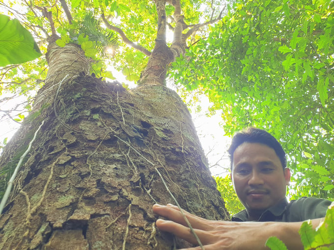 This vast potential will be a major asset for the protection and sustainable development of forests if exploited effectively. Photo: Thanh Nga.