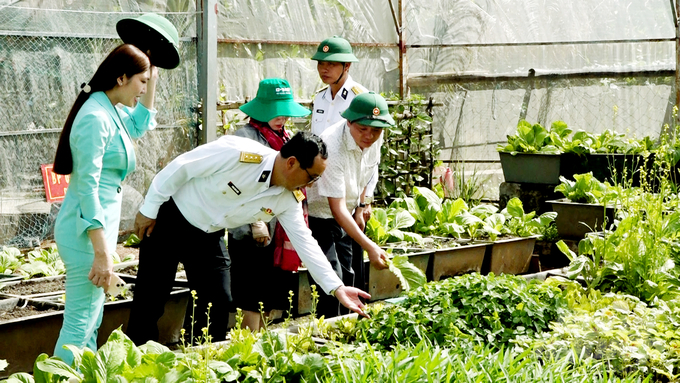 Rau xanh được trồng trong các nhà lưới ngoài đảo phát triển rất tốt, nhờ đó đã đáp ứng được khoảng 90% nguồn rau xanh trong các bữa ăn của bộ đội. Ảnh: Minh Sáng.