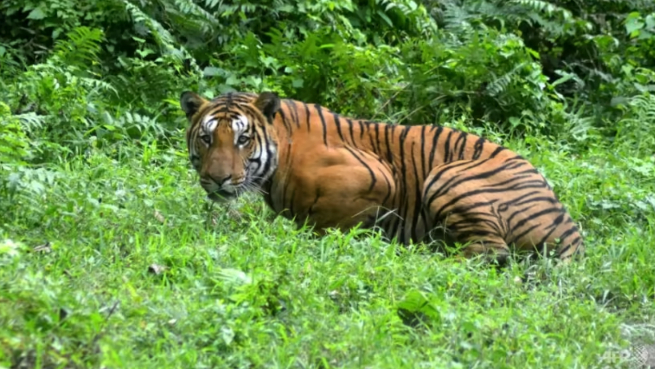 A tiger's stripes are unique, like human fingerprints. An estimated 4,500 of the big cats remain in the wild across Asia. Photo: AFP