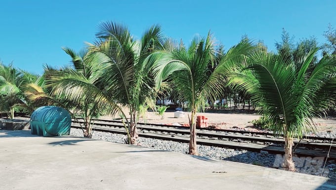 Những vườn dừa đang được mở rộng trồng ở các đảo ở Quần đảo Trường Sa. Ảnh: Minh Sáng.