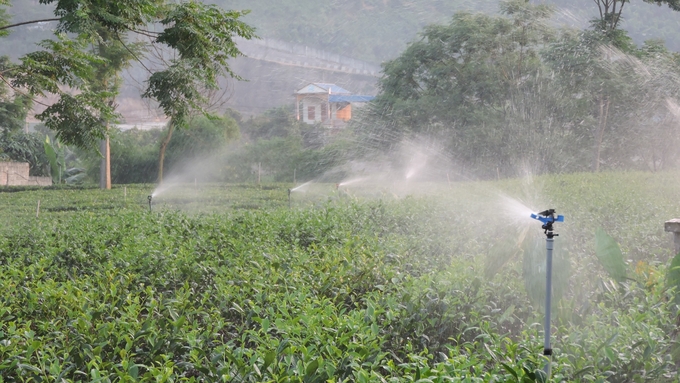 Chè Tân Cương hôm nay. Ảnh: Toán Nguyễn. 