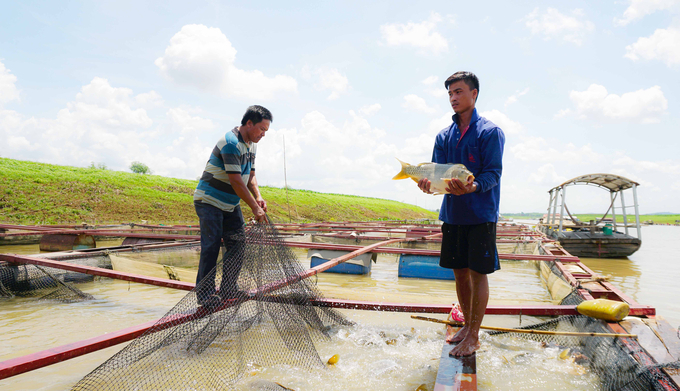 Các hộ nuôi cá lồng bè đang khẩn trương bước vào thu hoạch để tránh ảnh hưởng do con nước thất thường mùa mưa bão. Ảnh: Lê Bình.