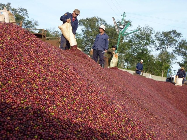 Coffee exports to India increased by more than 70% in the first four months of 2023.