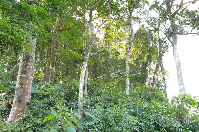 According to experts, a forest's capacity to absorb and store carbon decreases with age. Photo: Thanh Nga.