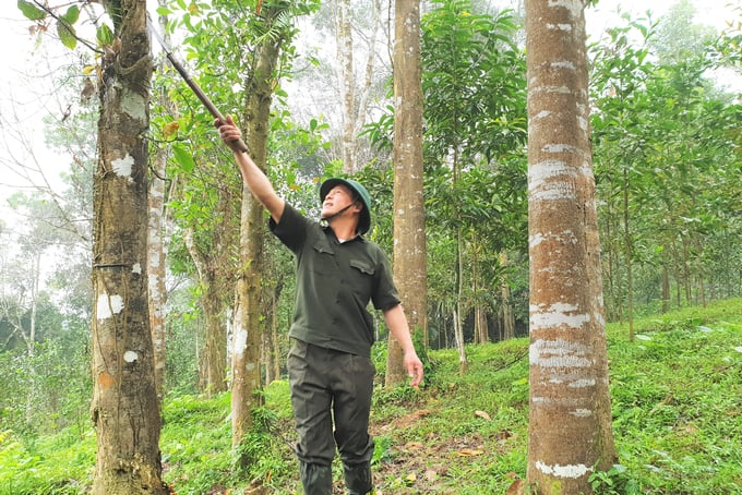 Ha Tinh's forest owners have great expectations for the sale of carbon credits. Photo: Thanh Nga.