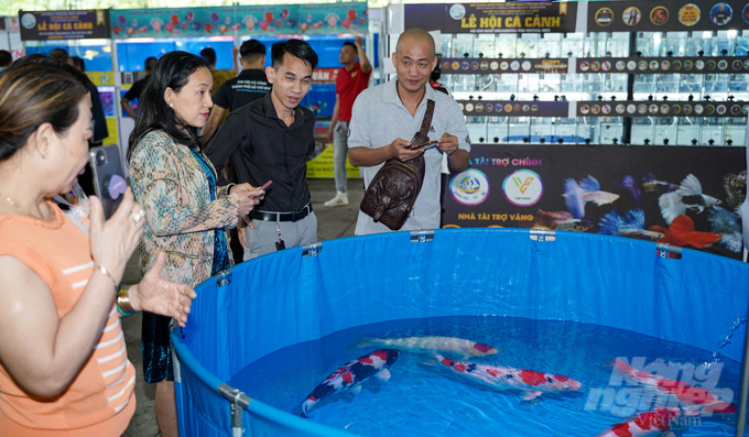Lễ hội cá cảnh TP.HCM 2023 là cơ hội để người dân TP và người có đam mê về cá cảnh được chiêm ngưỡng những dòng cá quý hiếm. Ảnh: Lê Bình.