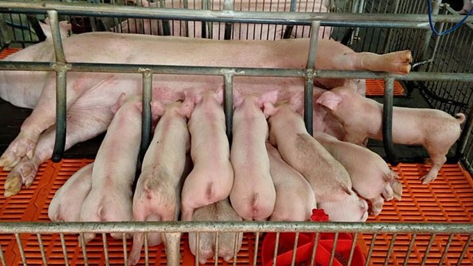 Update on the price of live pork market in 3 regions on 05/28/2023