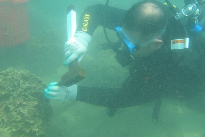 Cán bộ Viện Nghiên cứu Hải sản đang tách san hô giống. Ảnh: Công Điền.