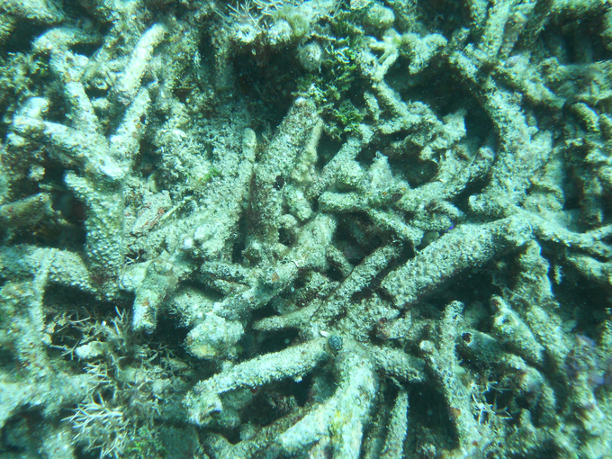 Cận cảnh san hô chết rụi. Ảnh: Viện nghiên cứu Hải sản.