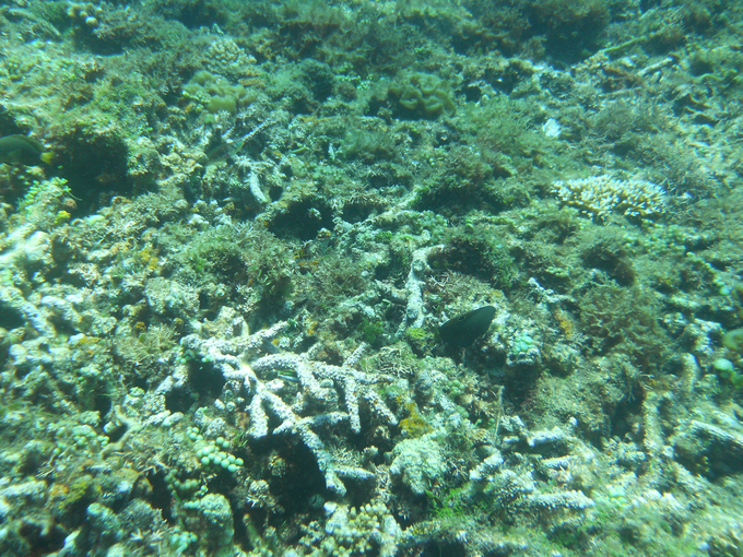 Many sea areas are now degraded coral. Photo: Research Institute for Marine Fisheries.