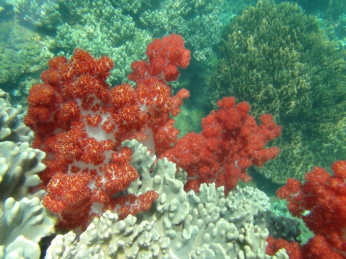 Cu Lao Cham in Quang Nam province in 2011 still has many corals. Photo: Research Institute for Marine Fisheries.