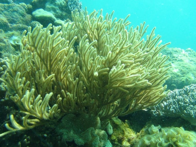 Coral in Cu Lao Cham in 2011, few sea areas still have such scenes.