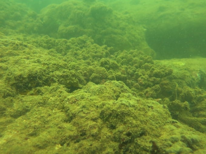 The seabed is empty with no corals.