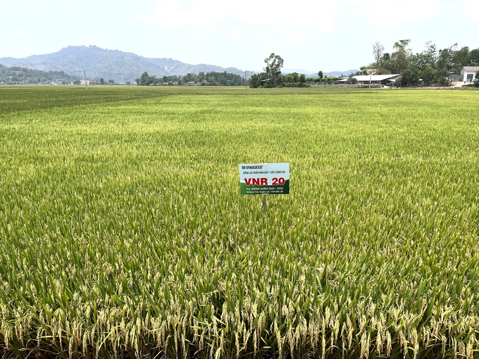 Năng suất lúa VNR20 tại Đắk Lắk vượt trội, được người dân và chính quyền đánh giá cao. Ảnh: V.Đ.T.
