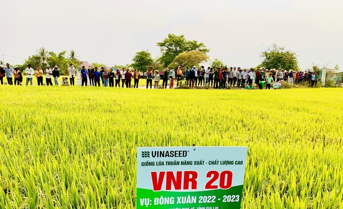 Mô hình sản xuất lúa VNR20 tại Gia Lai cho năng suất cao dù thời tiết bất thuận. Ảnh: V.Đ.T.