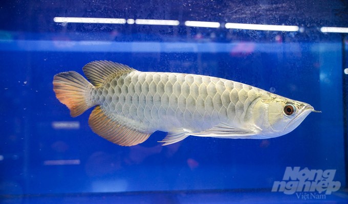 HCMC is producing many high-value fish strains that are popular around the world, such as Goldfish, Flowerhorn, Guppy, Betta, Discus, Arowana, etc. Photo: Le Binh.