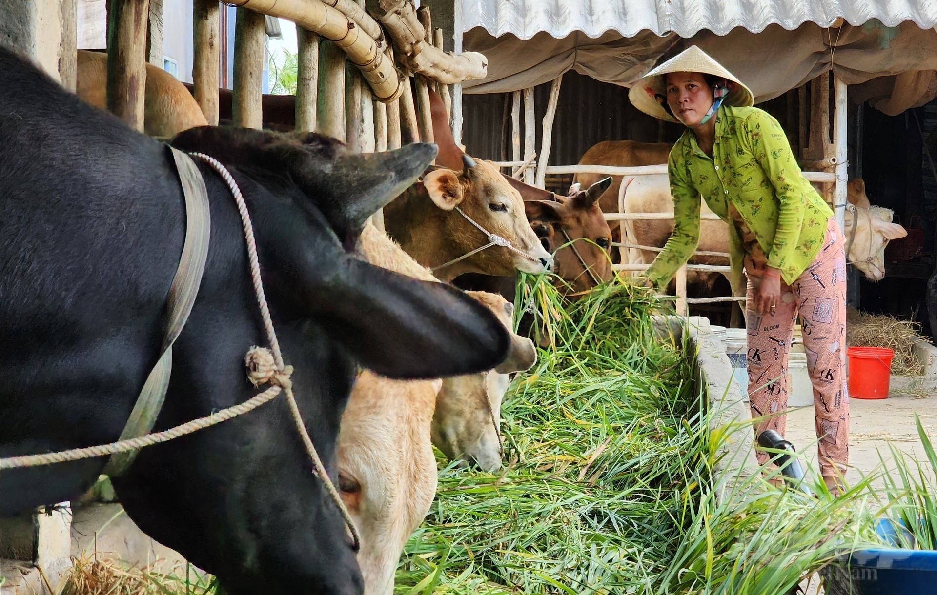 Đề tài nghiên cứu khoa học 'Khảo sát tình hình và yếu tố nguy cơ bệnh lở mồm long móng trên bò tại tỉnh Sóc Trăng', giúp tìm ra phương án quản lý và kiểm soát bệnh hiệu quả. Ảnh: Kim Anh.