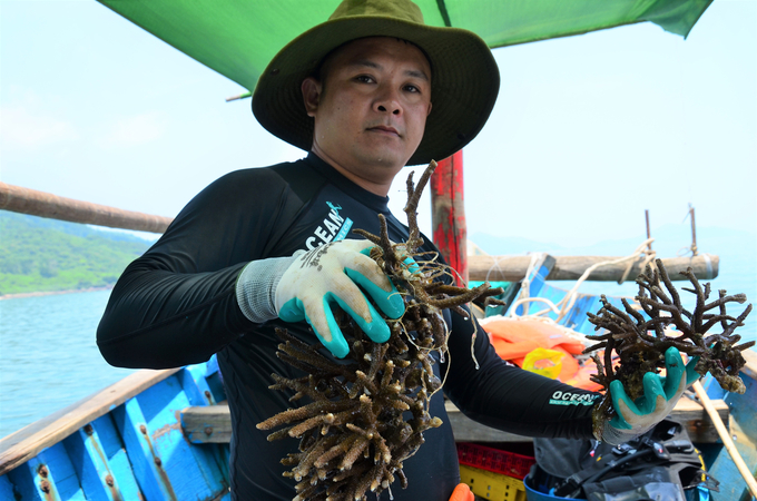 Newly picked coral breeds. Photo: Duong Dinh Tuong.