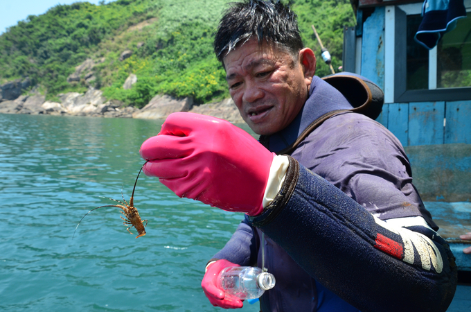 Diver with baby lobster. Photo: Cong Dien.