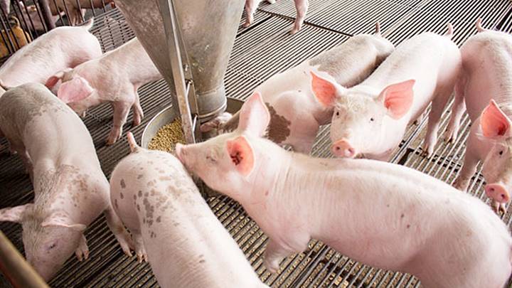 Update on the price of live pork market in 3 regions on 05/29/2023