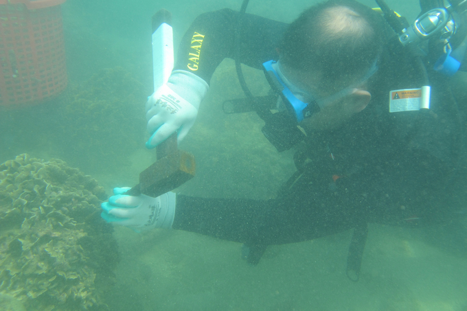 Separation of corals for breeding. Photo: The Research Institute for Marine Fisheries.