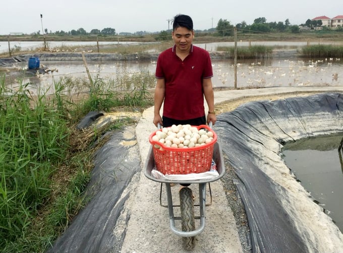 Ông Vũ Tuấn Anh, Giám đốc HTX Chăn nuôi và Dịch vụ Đồng Tiến thu hoạch trứng vịt biển. Ảnh: Nguyễn Thành.
