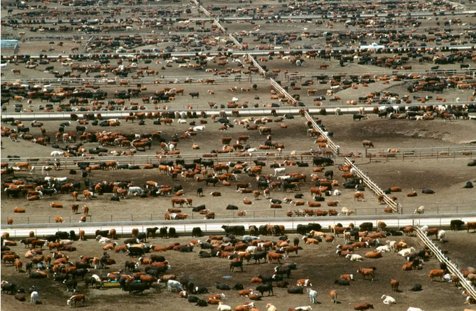 One of the biggest cattle feedlots in the world, in Colorado, housing 120,000 cows. Animal agriculture uses nearly 40 percent of the planet’s habitable land, which could otherwise be used by wild, carbon-sequestering ecosystems. Photo: Getty Images/Glowimages
