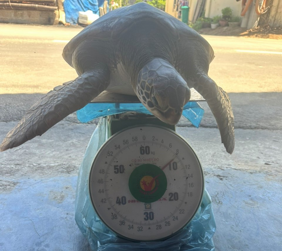 Cá thể rùa biển vừa được ngư dân Nguyễn On giao nộp cho ngành chức năng nặng 8,5kg, có mai rộng 40cm; dài 50cm. Ảnh: Đ.T.