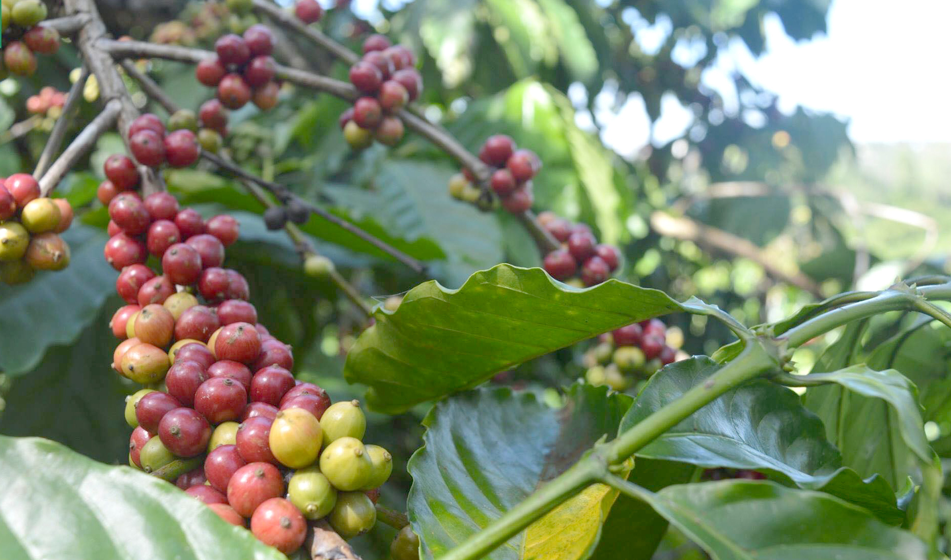 Vietnam's coffee production in 2022/2023 is forecasted to decrease by 10-15%. Photo: Son Trang.