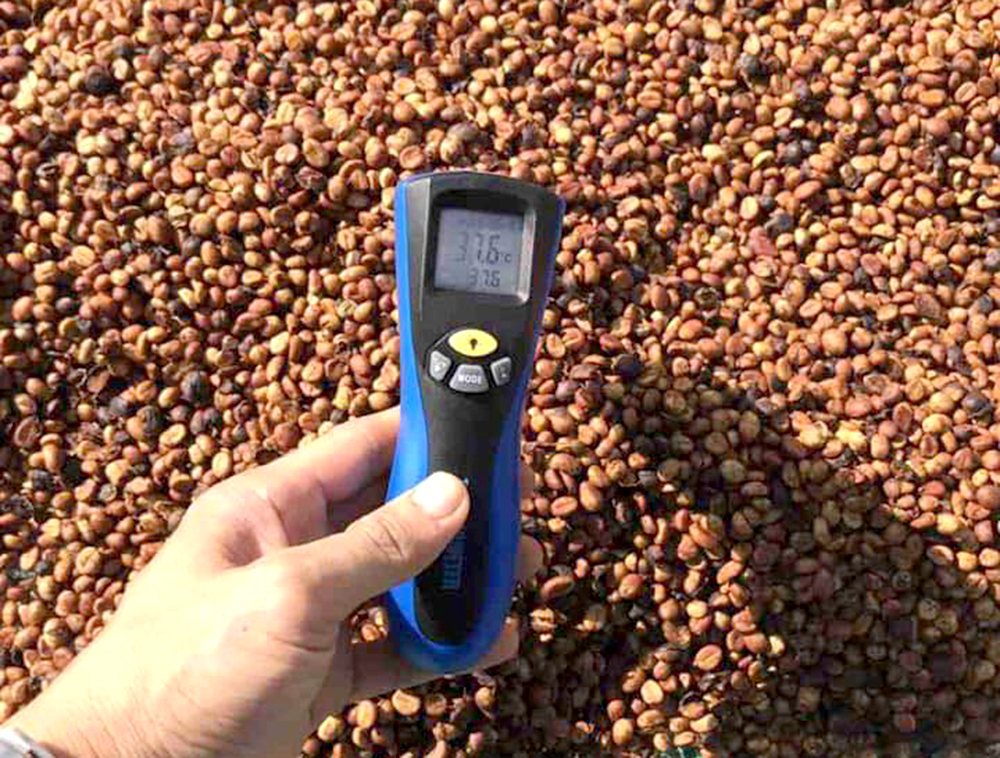 Farmers check the temperature when drying coffee. Photo: Son Trang.