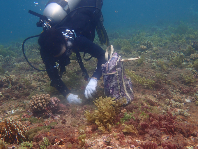 Dive to the bottom of the sea to collect seaweed breeds. Photo: CD.