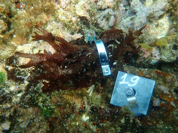 A close-up of seaweed breeds has just been transplanted to the seabed. Photo: DDT.