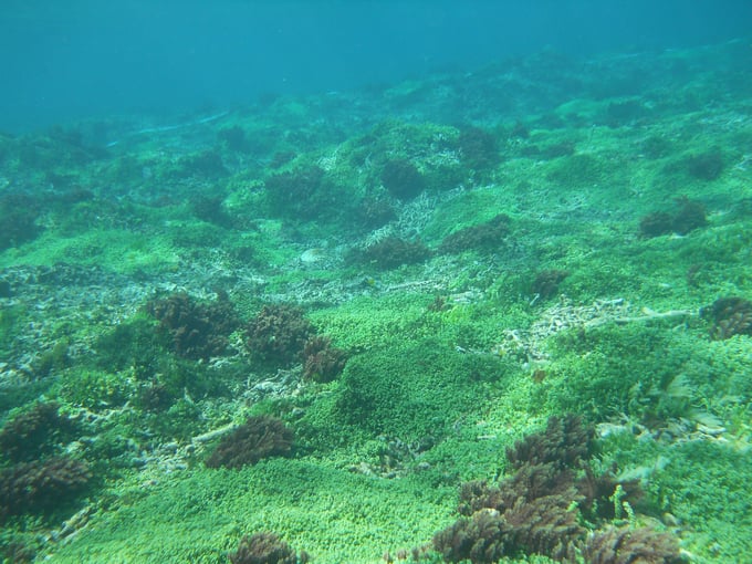 A beautiful seaweed carpet. Photo: The Research Institute for Marine Fisheries.